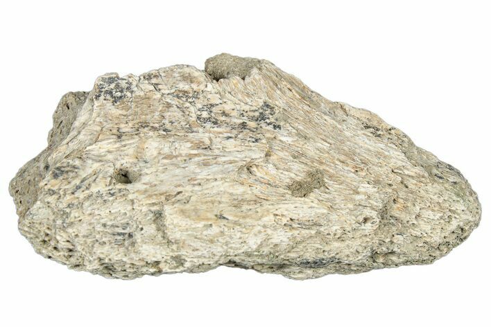 Dinosaur (Triceratops) Frill Shield Section - Montana #323855